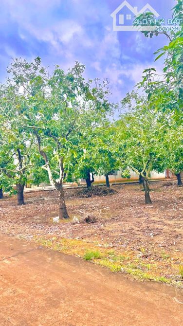 BÁN VƯỜN XOÀI NGAY KHU CÔNG NGHIỆP ĐỊNH QUÁN 1000m2(12mx86m) ĐƯỜNG BÊ TÔNG DÂN CƯ 920TRIỆU - 5