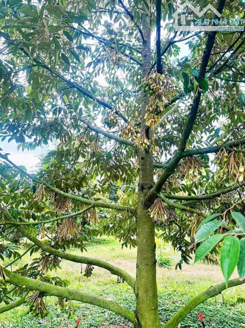 VƯỜN SẦU RIÊNG HƠN 1 MẪU TRUNG TÂM XÃ, PHỦ HỒNG ĐẤT Ở TOÀN BỘ, MẶT TIỀN ĐƯỜNG NHỰA LỚN - 11