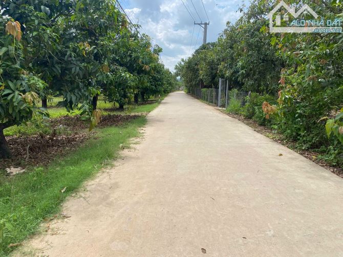 bán lô đất vườn 3999m2 đất 12m mặt tiền đường bê tong,dân cư ở xung quanh,giá 2,2 tỷ - 1
