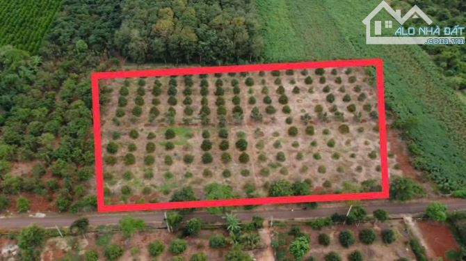 VƯỜN SẦU RIÊNG HƠN 1 MẪU TRUNG TÂM XÃ, PHỦ HỒNG ĐẤT Ở TOÀN BỘ, MẶT TIỀN ĐƯỜNG NHỰA LỚN - 1