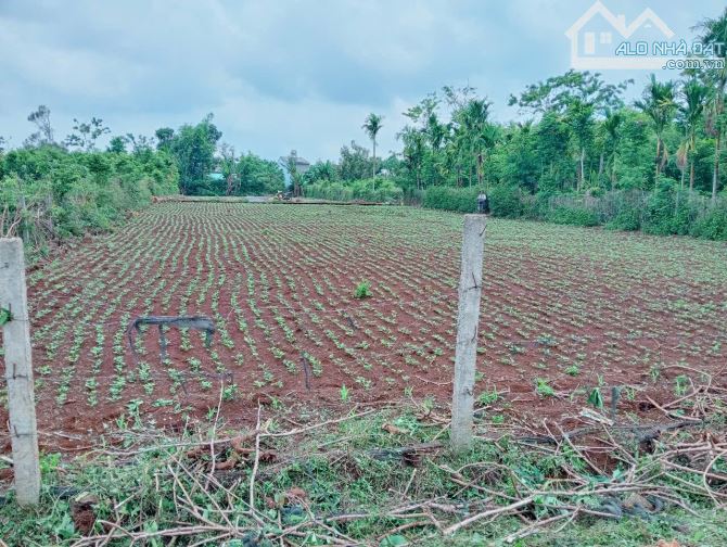 🔥🔥🔥SIÊU PHẨM 4 LÔ LIỀN KỀ – ĐƯỜNG 25B, HÒA THUẬN – TP. BMT 🔥 Giá quá tốt – Đất nở hậu - 1