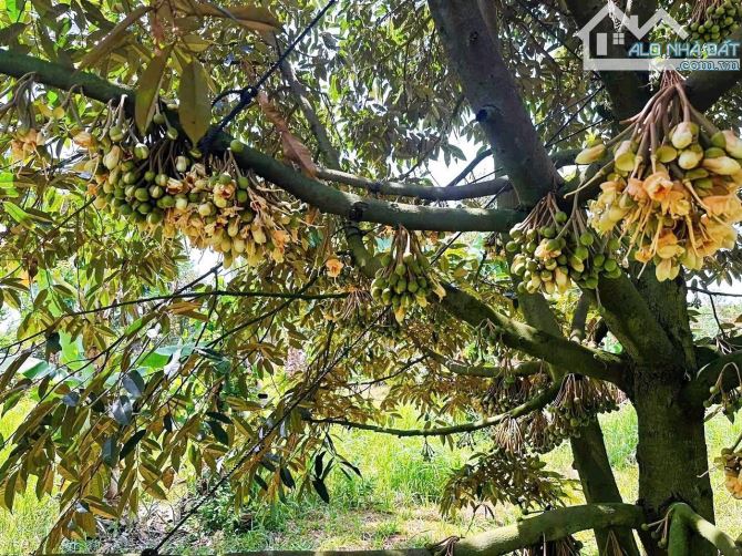 VƯỜN SẦU RIÊNG HƠN 1 MẪU TRUNG TÂM XÃ, PHỦ HỒNG ĐẤT Ở TOÀN BỘ, MẶT TIỀN ĐƯỜNG NHỰA LỚN - 13