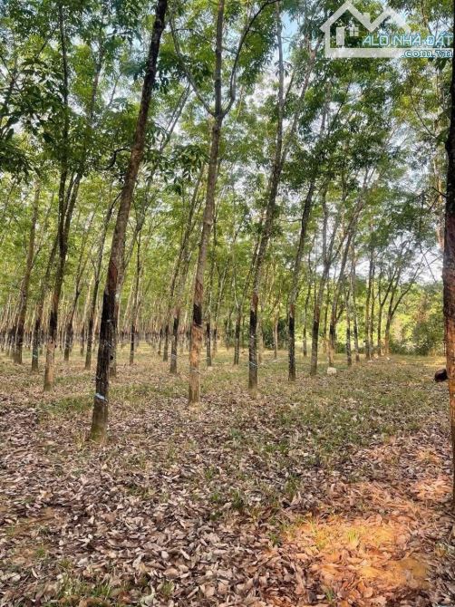 4500m2 đất Đồng Tiến đang trồng cao su giá 600tr - 3