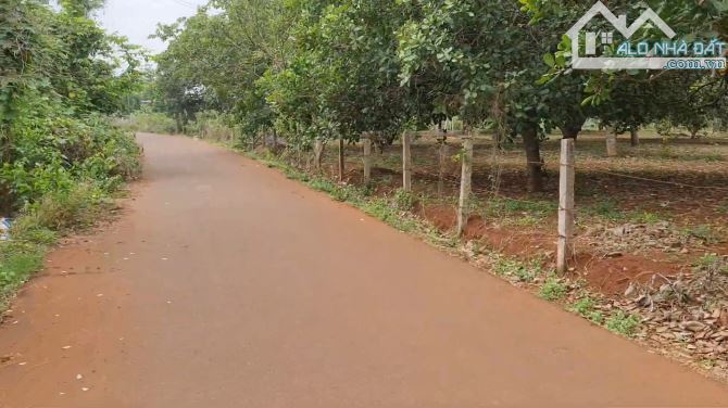 Bán Đất sẵn vườn cây ăn trái tại xã Láng Lớn, Châu Đức, tỉnh Bà Rịa - Vũng Tàu - 3