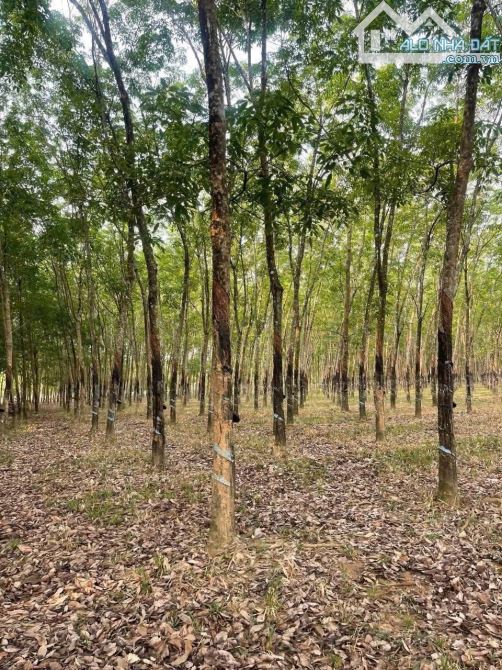 4500m2 đất Đồng Tiến đang trồng cao su giá 600tr - 4