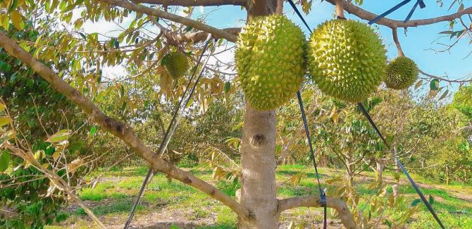 VƯỜN SẦU RIÊNG HƠN 1 MẪU TRUNG TÂM XÃ, PHỦ HỒNG ĐẤT Ở TOÀN BỘ, MẶT TIỀN ĐƯỜNG NHỰA LỚN - 4