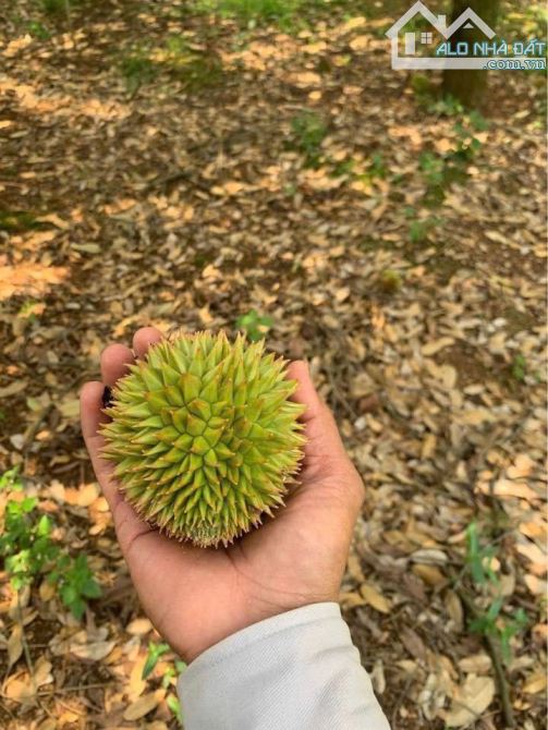 VƯỜN SẦU RIÊNG HƠN 1 MẪU TRUNG TÂM XÃ, PHỦ HỒNG ĐẤT Ở TOÀN BỘ, MẶT TIỀN ĐƯỜNG NHỰA LỚN - 6