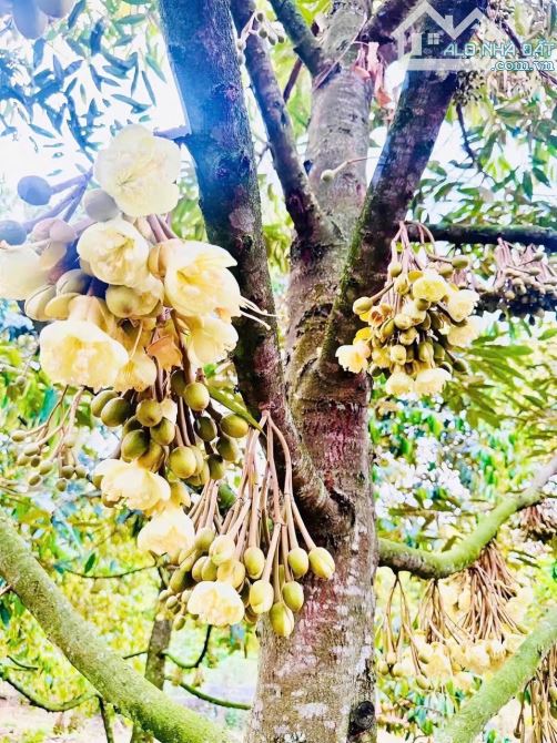 VƯỜN SẦU RIÊNG HƠN 1 MẪU TRUNG TÂM XÃ, PHỦ HỒNG ĐẤT Ở TOÀN BỘ, MẶT TIỀN ĐƯỜNG NHỰA LỚN - 7