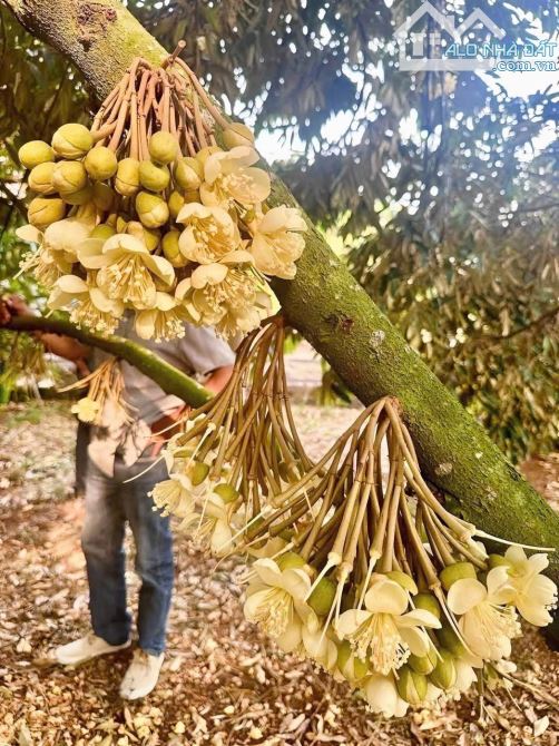 VƯỜN SẦU RIÊNG HƠN 1 MẪU TRUNG TÂM XÃ, PHỦ HỒNG ĐẤT Ở TOÀN BỘ, MẶT TIỀN ĐƯỜNG NHỰA LỚN - 8