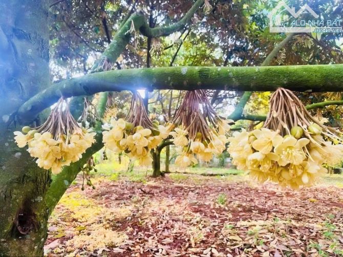 VƯỜN SẦU RIÊNG HƠN 1 MẪU TRUNG TÂM XÃ, PHỦ HỒNG ĐẤT Ở TOÀN BỘ, MẶT TIỀN ĐƯỜNG NHỰA LỚN - 9