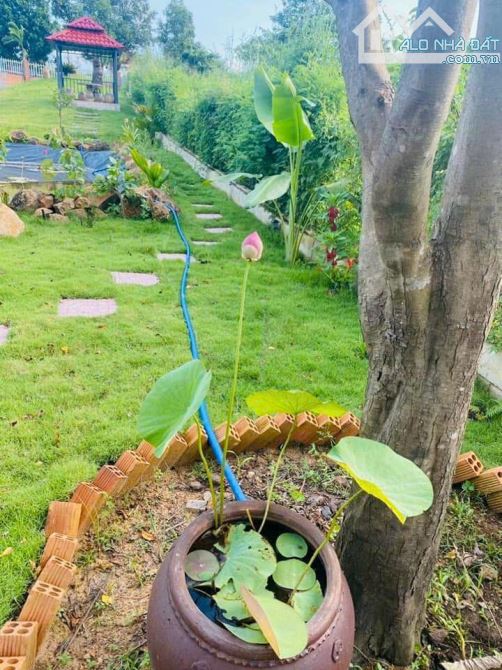 NHÀ VƯỜN GẦN BIỂN, GẦN CAO TỐC,  SẴN THỔ CƯ, VƯỜN CÂY ĂN TRÁI - AO SEN TUYỆT ĐẸP - 13