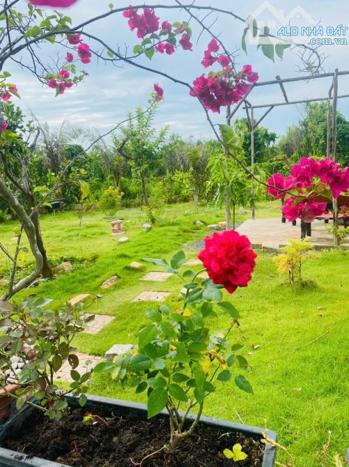 NHÀ VƯỜN GẦN BIỂN, GẦN CAO TỐC,  SẴN THỔ CƯ, VƯỜN CÂY ĂN TRÁI - AO SEN TUYỆT ĐẸP - 16