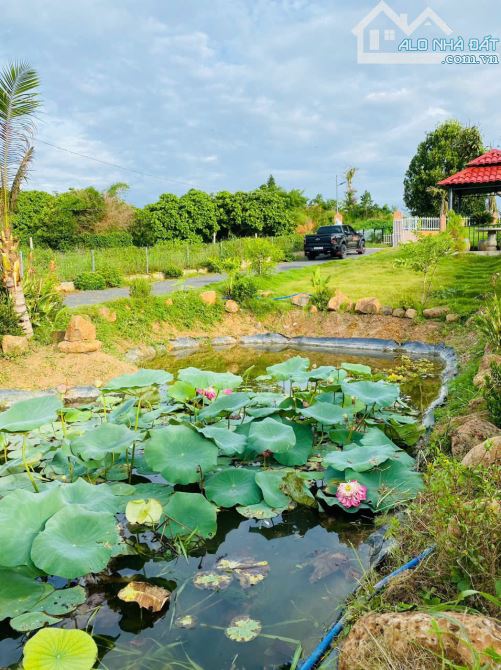 NHÀ VƯỜN GẦN BIỂN, GẦN CAO TỐC,  SẴN THỔ CƯ, VƯỜN CÂY ĂN TRÁI - AO SEN TUYỆT ĐẸP - 17