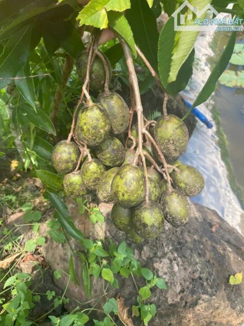 NHÀ VƯỜN GẦN BIỂN, GẦN CAO TỐC,  SẴN THỔ CƯ, VƯỜN CÂY ĂN TRÁI - AO SEN TUYỆT ĐẸP - 26