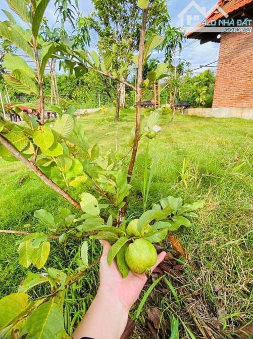 NHÀ VƯỜN GẦN BIỂN, GẦN CAO TỐC,  SẴN THỔ CƯ, VƯỜN CÂY ĂN TRÁI - AO SEN TUYỆT ĐẸP - 7