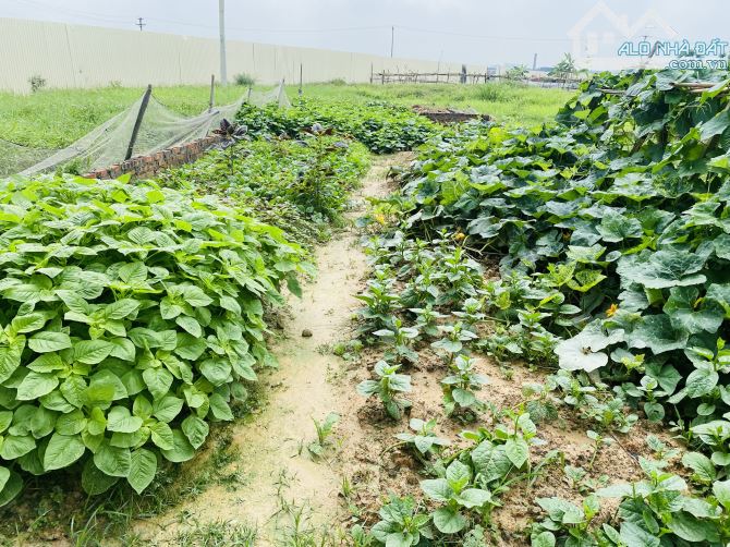 Đấu giá X1 Nguyên Khê 60.8m  sát đường gom Võ Nguyên Giáp - 1