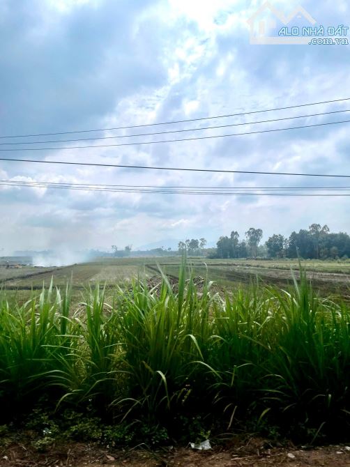 BÁN ĐẤT THĂNG BÌNH QUẢNG NAM , ĐẤT Ở VÀ ĐẤT TRỒNG CÂY - 1