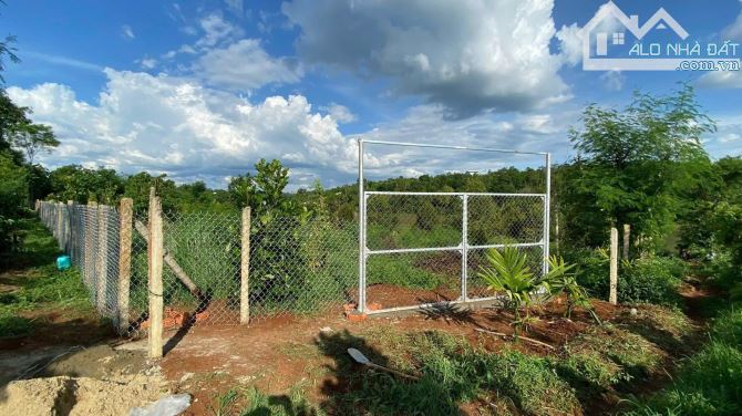 Đất 2 mặt tiền view hồ Đạt Lý đang trồng 50 cây sầu riêng có nguồn thu - 2