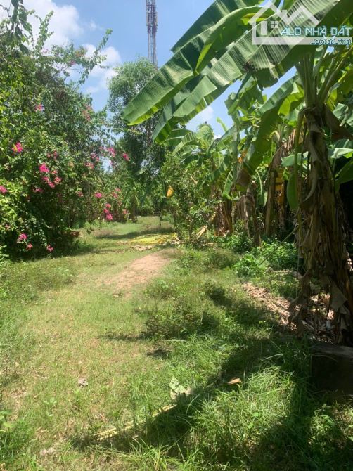 bán gấp 804m2 đất thổ mặt tiền đường nguyễn thị rành củ chi - 2