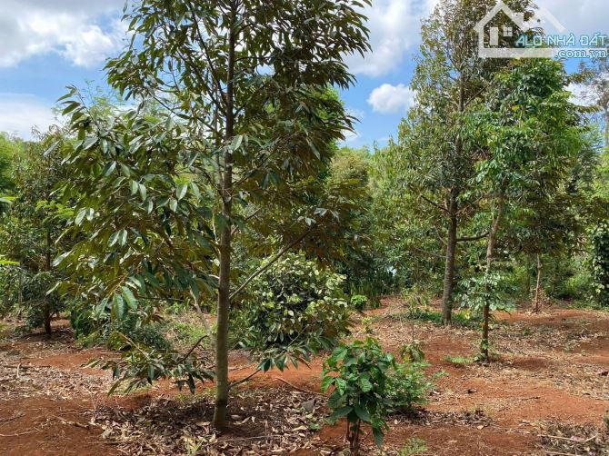 Đất 2 mặt tiền view hồ Đạt Lý đang trồng 50 cây sầu riêng có nguồn thu - 3