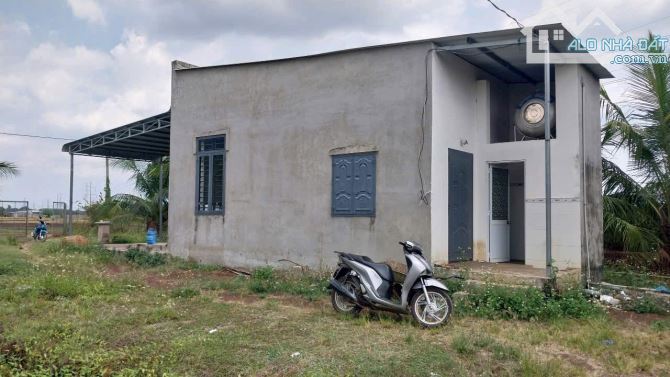 10000m2 vườn trái cây nhà ở giá rẻ xã xuân phú huyện Xuân Lộc - 7