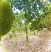 ĐẤT NỀN P MINH LONG, TX CHƠN THÀNH, SỔ HỒNG RIÊNG, SANG TÊN LIỀN