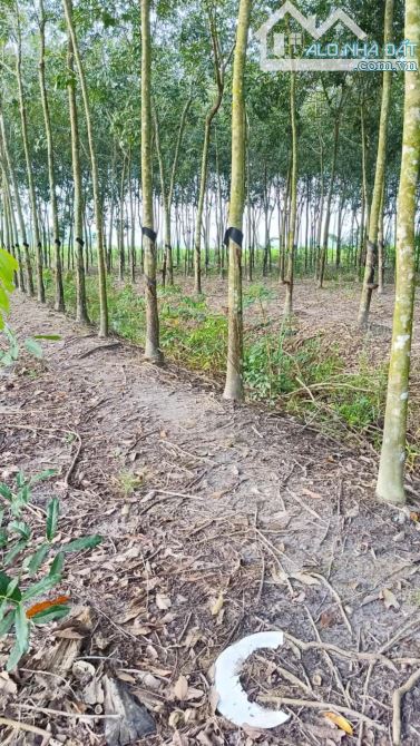 8 cong6 đất cao su cạo Năm đầu Ấp Bàu Đưng Xã Tân Phong, Tân Biên Tây Ninh giá 1ty2