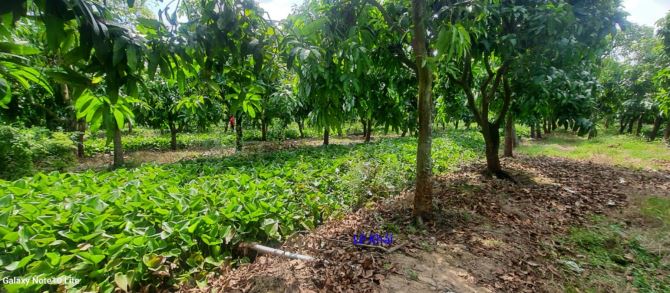 🔰 Bán vườn xoài cát Hòa Lộc: 14.000m² (Mặt tiền 2.5m giáp lộ) 🔰 Đường đan xe ô tô,