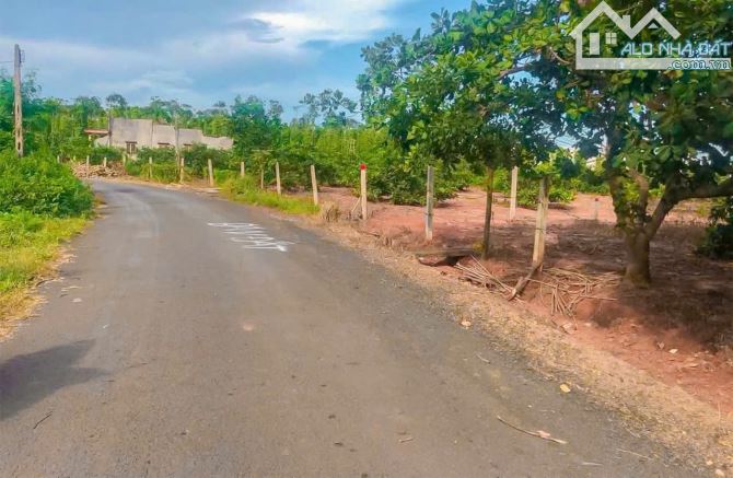 VƯỜN ĐIỀU ĐANG CHO THU HOẠCH, MẶT TIỀN ĐƯỜNG NHỰA, PHỦ HỒNG, CẦN TIỀN BÁN NHANH - 1