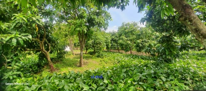 🔰 Bán vườn xoài cát Hòa Lộc: 14.000m² (Mặt tiền 2.5m giáp lộ) 🔰 Đường đan xe ô tô, - 1