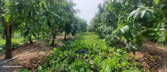 🔰 Bán vườn xoài cát Hòa Lộc: 14.000m² (Mặt tiền 2.5m giáp lộ) 🔰 Đường đan xe ô tô, - 2
