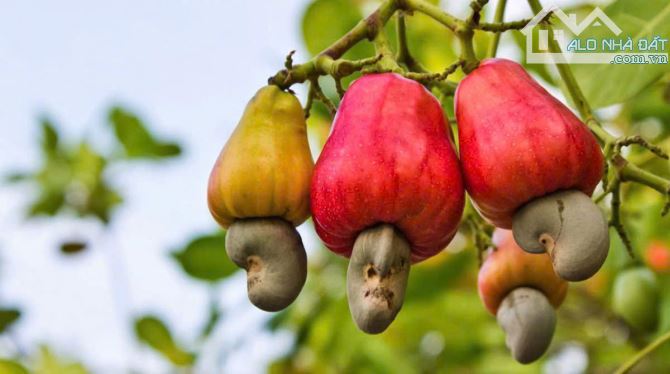 VƯỜN ĐIỀU ĐANG CHO THU HOẠCH, MẶT TIỀN ĐƯỜNG NHỰA, PHỦ HỒNG, CẦN TIỀN BÁN NHANH - 3