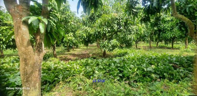 🔰 Bán vườn xoài cát Hòa Lộc: 14.000m² (Mặt tiền 2.5m giáp lộ) 🔰 Đường đan xe ô tô, - 3