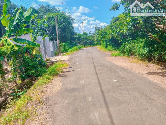 VƯỜN ĐIỀU ĐANG CHO THU HOẠCH, MẶT TIỀN ĐƯỜNG NHỰA, PHỦ HỒNG, CẦN TIỀN BÁN NHANH - 7