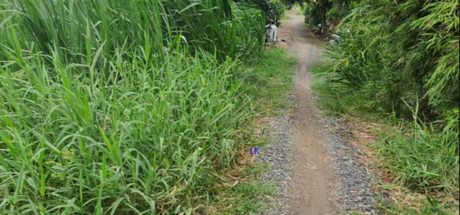 🔰 Bán đất lúa: 24.000m² (54m x 436m) 🔰 Đường đá xe ba gác, xã Bình Hàng Trung
