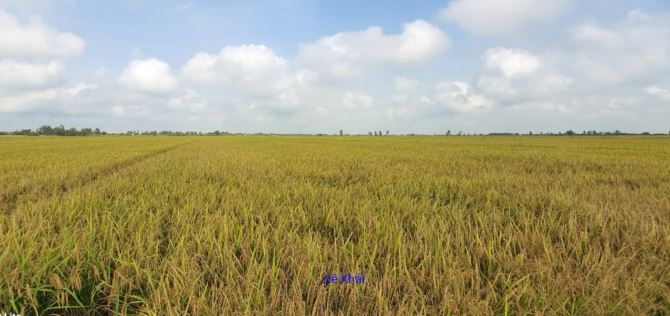 🔰Bán đất lúa: 15.000m² (Mặt tiền 23m, nở hậu L) 🔰Đường nhựa 3.5m, xã Láng Biển - 1