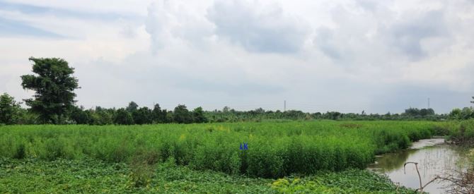 🔰 Bán đất lúa: 24.000m² (54m x 436m) 🔰 Đường đá xe ba gác, xã Bình Hàng Trung - 1