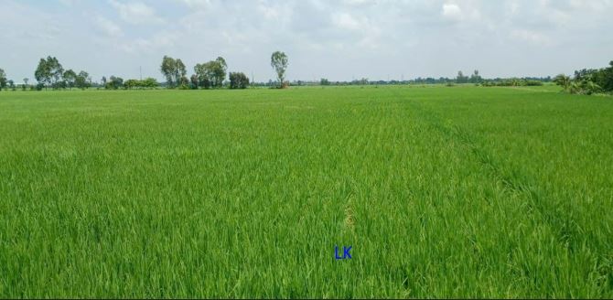 🔰 Bán đất 2 mặt tiền: 9.000m² (23m x 370m, thổ 270m², đất lúa) Đường ĐT 847, xã Mỹ Quý - 1
