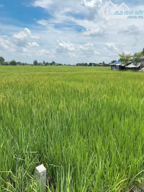 460m2 đất 🌾 giá 353tr cách QL50 tầm 300m. thuộc Cần Đước LA .sổ sẵn - 2