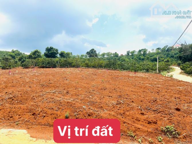 👊Bán đất Mê Linh giáp Đà Lạt 250m2 giá chỉ 699tr. - 3