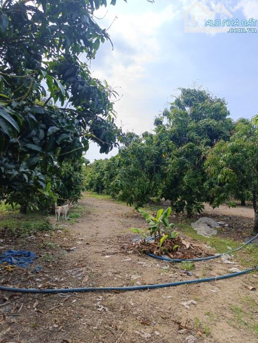CẦN BÁN LÔ ĐẤT MẶT TIỀN NHỰA KHU DÂN CƯ 19131M2 ĐƯỜNG THÔNG TỨ HƯỚNG CHỈ 10 TY5 - 3