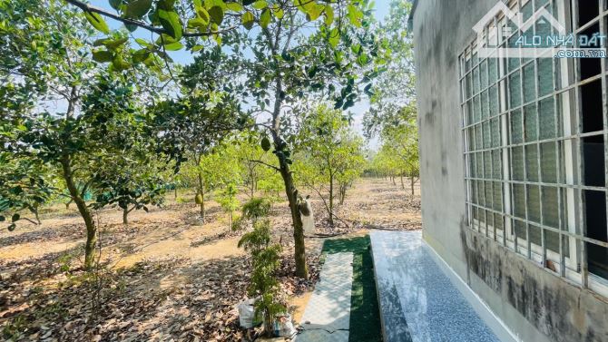 Căn Nhà Vườn Giá Rẻ Ngay Gần Thành Phố Bà Rịa Cần Bán  ✅Địa chỉ xã Tam An - Long Đất - BRV - 3