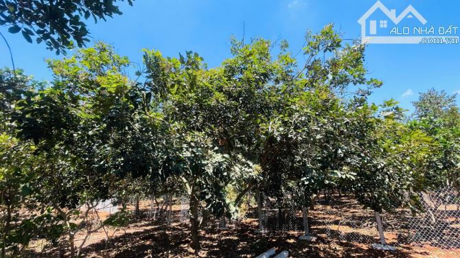 BÁN LÔ ĐẤT VƯỜN BIỆT THỰ NGANG 20M MẶT TIỀN NHỰA SAU CHỢ - LONG TÂN ,LONG ĐẤT.BRVT - 5