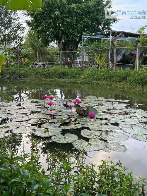 ❌❌❌FARM STAY 1 MẪU 1 GẦN HỒ TRÀM CẦN CHUYỂN NHƯỢNG - 5