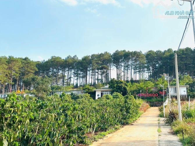 👊Bán đất Mê Linh giáp Đà Lạt 250m2 giá chỉ 699tr. - 7