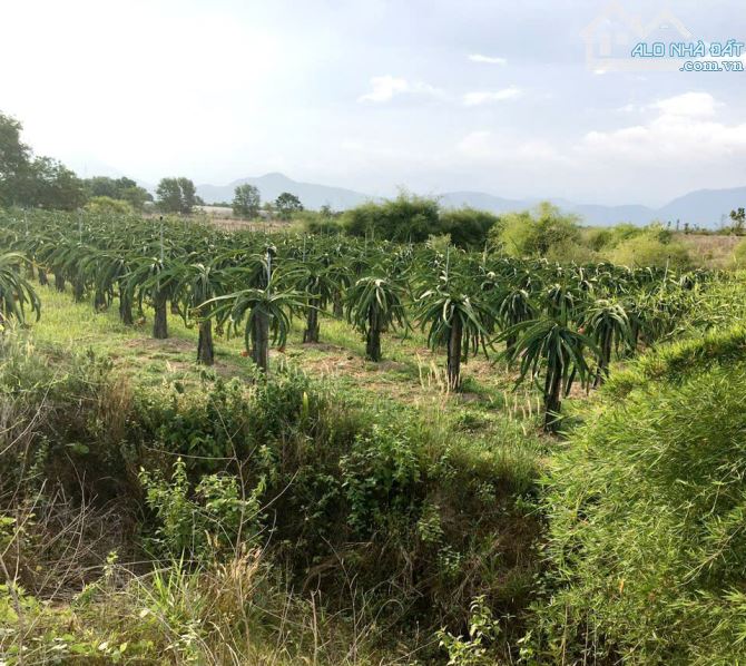 Kẹt tiền bán nhanh-Đất Ba Bàu-Hàm Thạnh-Hàm Thuận Nam-Bình Thuận-DT hơn 4,6Ha - 1