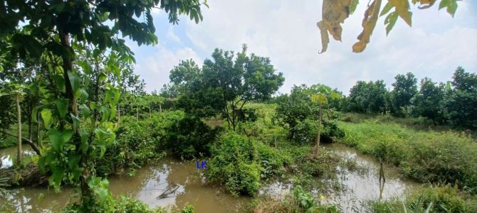 🔰Bán 22.500m² (40m x 560m, đất lúa) 🔰Đường đá xe ô tô, xã Mỹ Hiệp, H Cao Lãnh - 2