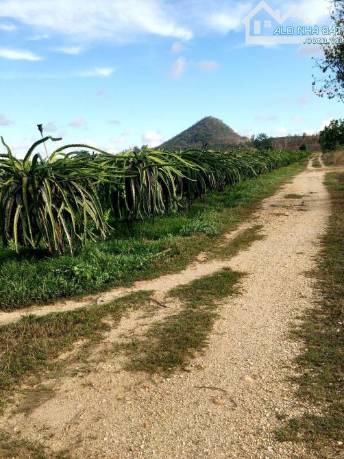 Kẹt tiền bán nhanh-Đất Ba Bàu-Hàm Thạnh-Hàm Thuận Nam-Bình Thuận-DT hơn 4,6Ha - 3