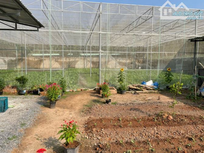 Bán gần 1 sào 5 nay gằn ngã tư nông trường giá mềm - 2