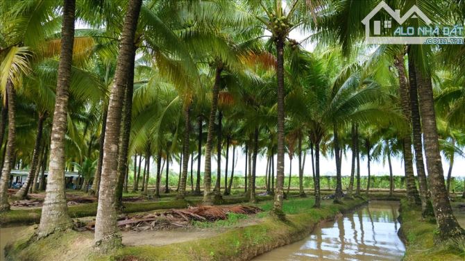 Hơn 10000m2 đất vườn, 4 sổ 300 thổ cư, sổ thể hiện đường đi, gần chợ , trường học - 2